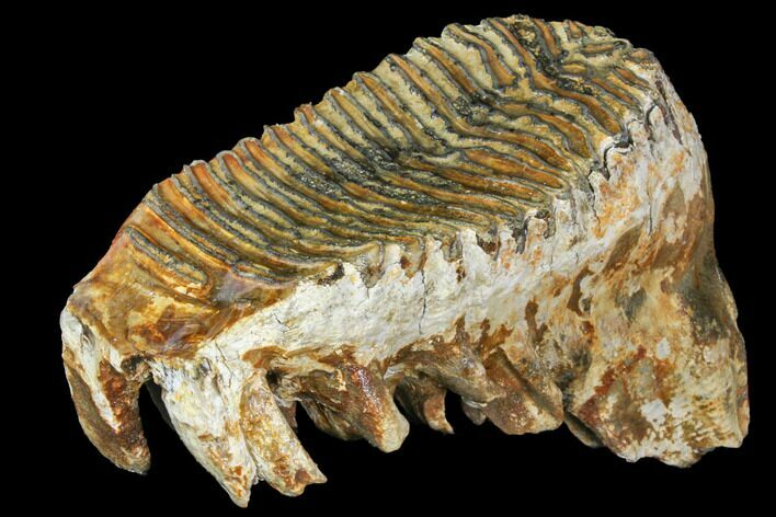 Fossil Woolly Mammoth Upper M Molar - North Sea Deposits #149779